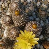 Copiapoa laui ©JLcoll.756.jpg